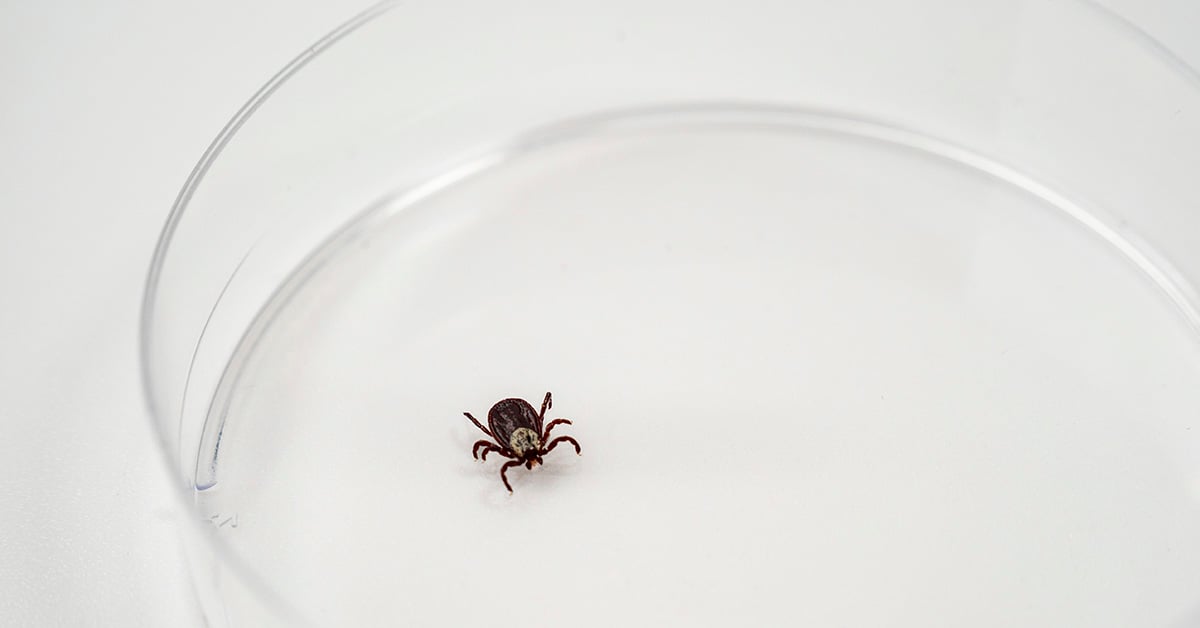 Ticks transmit diseases and are often found indoors. Common species include black-legged, dog, and brown-dog ticks. Image Credit: Getty