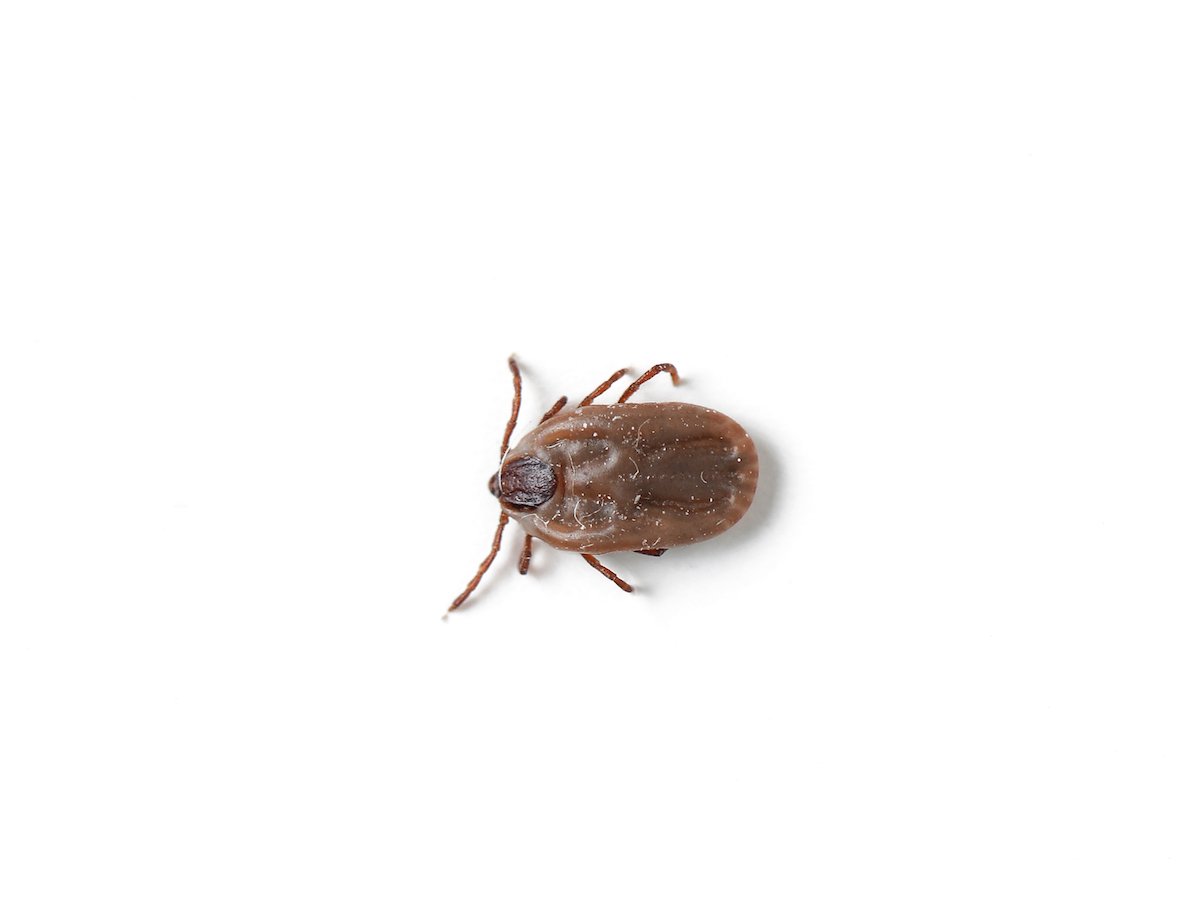 Ticks have distinct characteristics: black-legged ticks (deer ticks), dog ticks, and brown dog ticks. They transmit various diseases. Image Credit: Getty