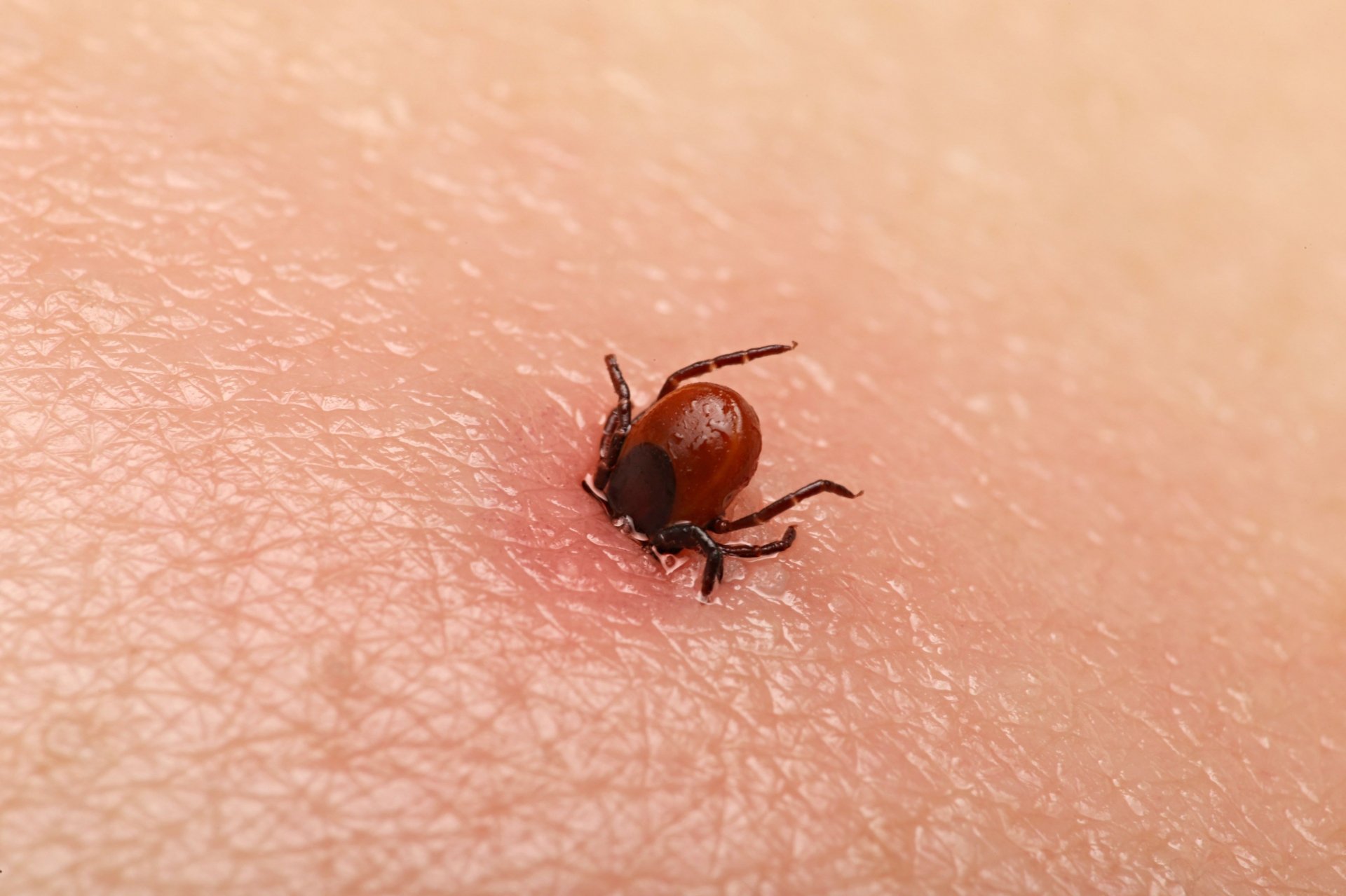 Ticks transmit diseases to humans and animals, including Lyme Disease and Rocky Mountain spotted fever. Image Credit: Getty