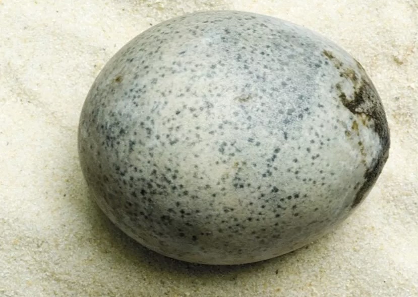 An ancient Roman egg was found during excavations at Berryfields in Buckinghamshire. Image Credit: Facebook/Oxford Archaeology