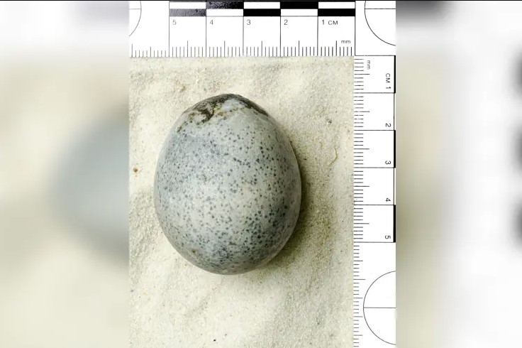The 1,700-year-old ancient egg was said to have been laid by a chicken. Image Credit: Facebook/Oxford Archaeology