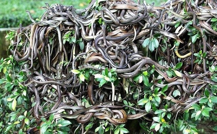 Snake Island - world's most dangerous place with 4,000 poisonous snakes and human entry prohibited 4