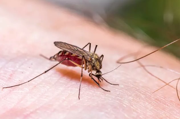 A dead mosquito was found inside a stolen car. Image Credit: Getty