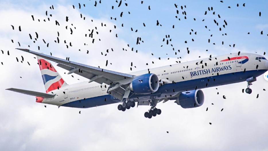Man reveals reason why flock of birds attack plane that forced him to land in the water 1