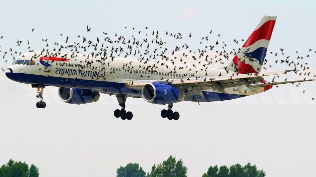 Man reveals reason why flock of birds attack plane that forced him to land in the water 2
