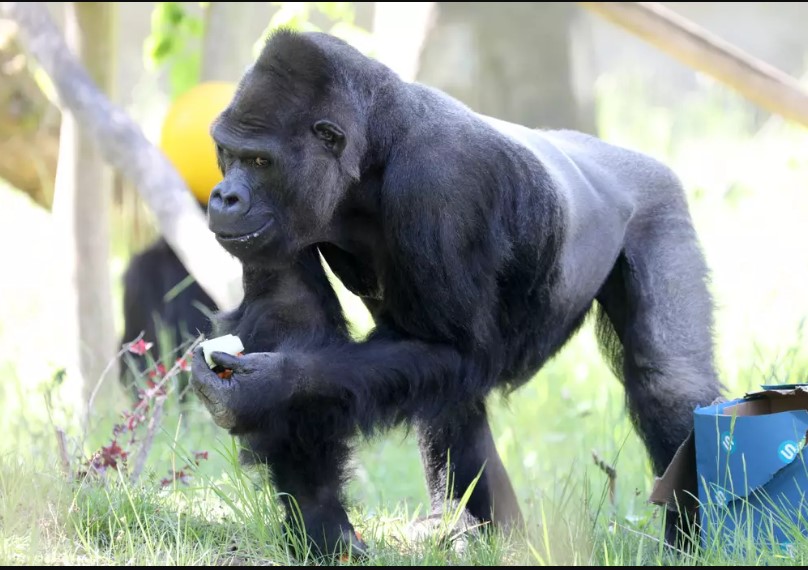 Former heavyweight boxing champion offered $10,000 to be allowed to fight silverback gorilla 2