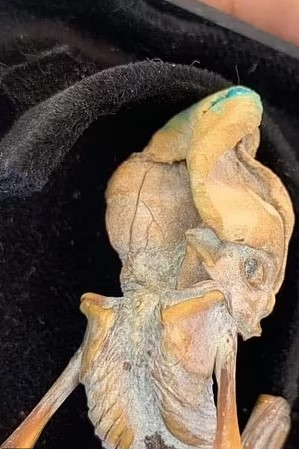 Researcher reveals mummified fetus with elongated skull could be alien 2