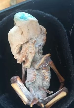 A mummified fetus was found in a remote Colombian area with signs of an umbilical cord. Image Credit: Jam Press