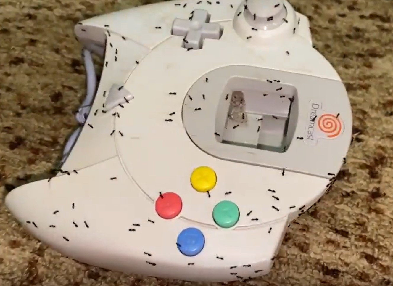 A bunch of ants suddenly flood out of his gaming controller. Image Credit: YouTube/RyanUkAus