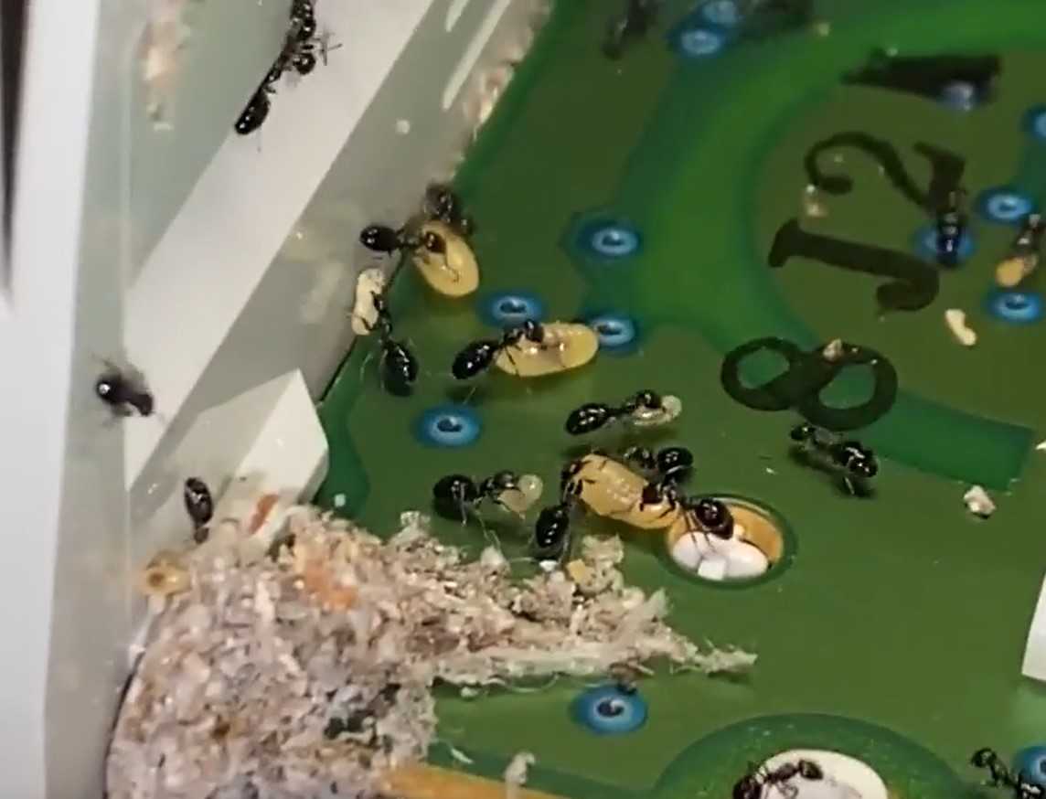 The YouTuber left his gaming controller in a box with leaves and watched the ants bring their eggs to another place. Image Credit: YouTube/RyanUkAus