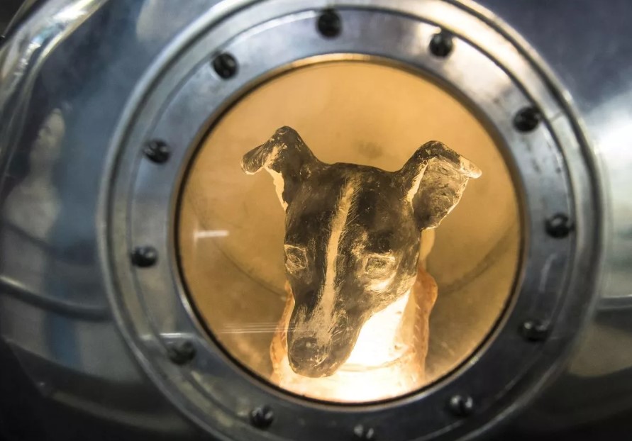 Unraveling mystery fate of world's first dog launched into space 3