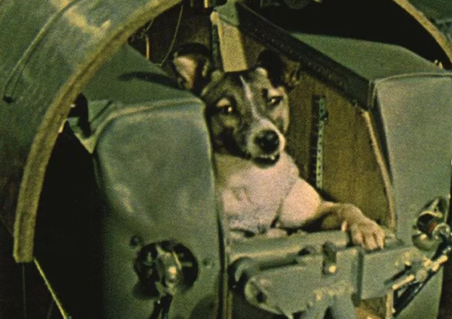Unraveling mystery fate of world's first dog launched into space 1