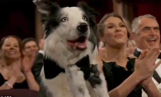 Anatomy of a Fall Dog Messi has gone viral after 'clapping' for Robert Downey Jr. 1