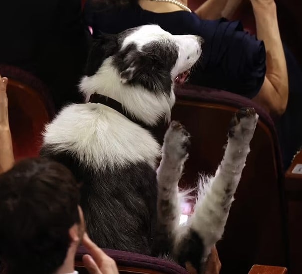Anatomy of a Fall Dog Messi has gone viral after 'clapping' for Robert Downey Jr. 2
