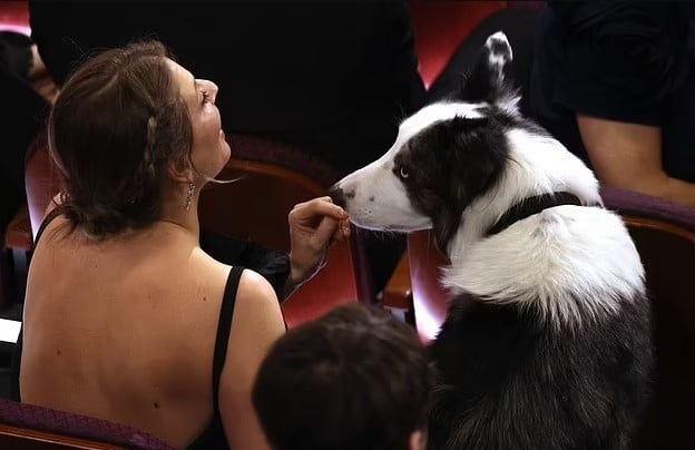 Anatomy of a Fall Dog Messi has gone viral after 'clapping' for Robert Downey Jr. 4