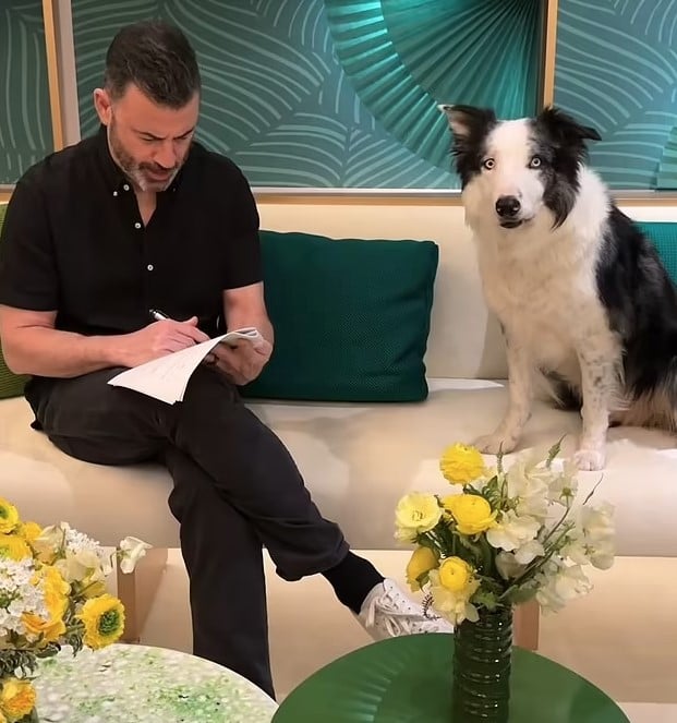 Anatomy of a Fall Dog Messi has gone viral after 'clapping' for Robert Downey Jr. 6