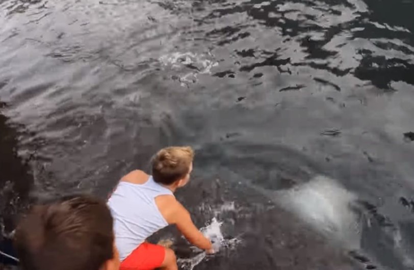 Internet captivated by a heartwarming bond between a boy and a majestic marine creature. Image Credit: Youtube/gekkovision