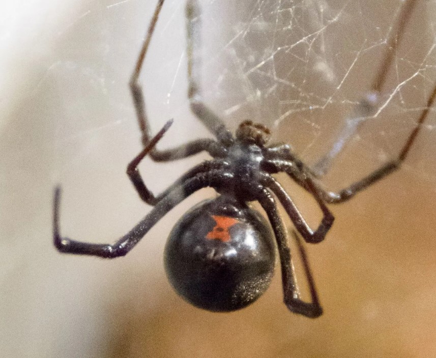 Black widow spider bites are often not fatal, but seeking one out is unwise. Image Credit: Getty