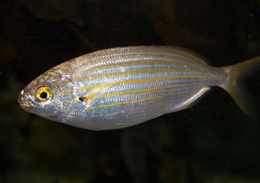 The salema porgy contains dimethyltryptamine (DMT), a hallucinogenic compound with psychedelic effects. Image Credit: Getty