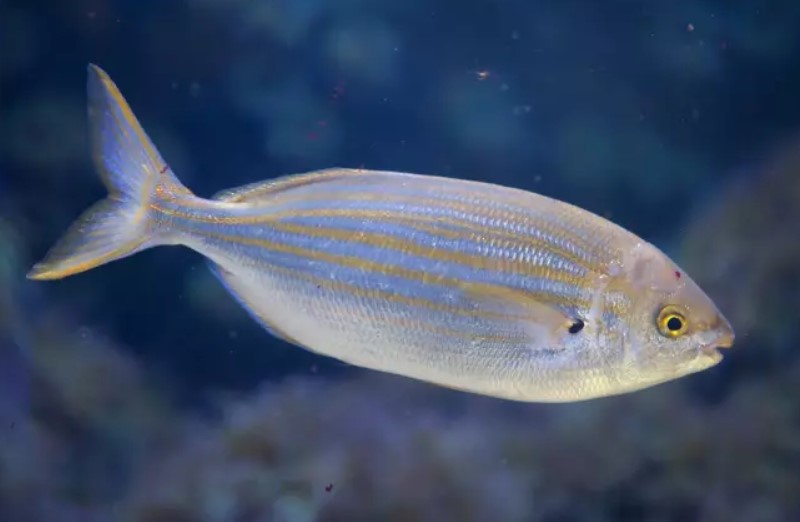 The salema porgy, a Mediterranean sea bream, induces hallucinations and is popular in Côte d'Azur. Image Credit: Getty