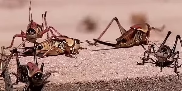 Mormon crickets resemble grasshoppers, unable to fly but capable of walking or hopping. Image Credit: Getty