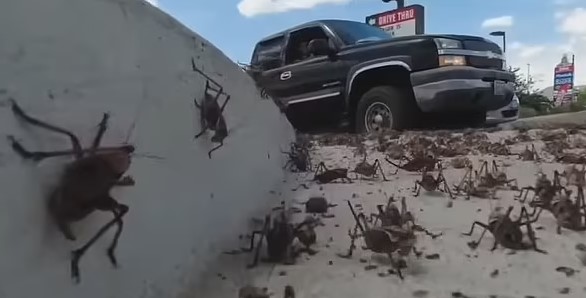 US town was sunk into panic after the invasion of millions of 'cannibal' Mormon Crickets 4