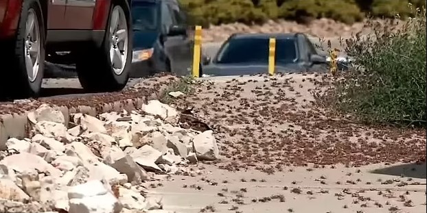 Mormon crickets, grasshopper-like insects, triggered fear among locals with insect phobias in Elko, Nevada. Image Credit: kutv