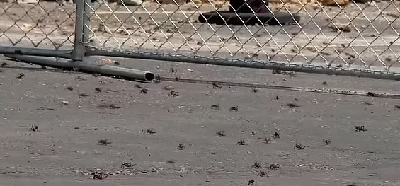 Elko, Nevada, faced a crisis with swarms of cannibalistic Mormon crickets. Image Credit: kutv