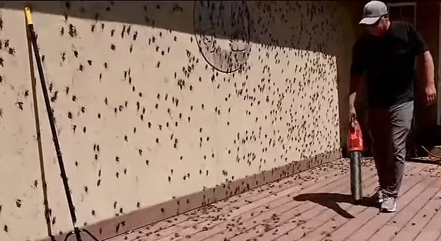 Elko, Nevada, and other counties in Nevada faced a building-invading cricket invasion. Image Credit: kutv