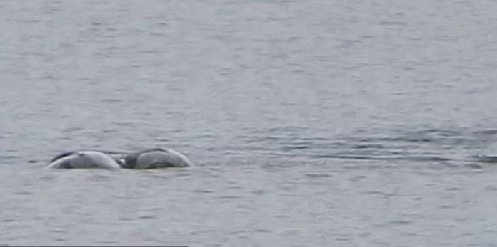 Photographer sparks debate after revealing captivating pictures of 'Loch Ness Monster' 3