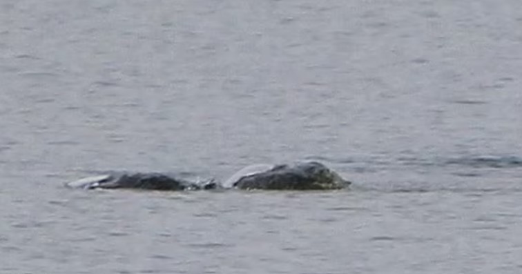 Photographer sparks debate after revealing captivating pictures of 'Loch Ness Monster' 2
