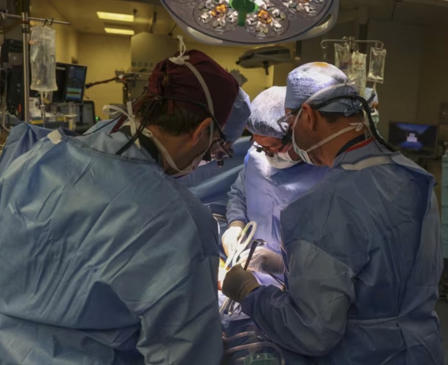Doctors make breakthrough in medicine after successfully transplanting pig kidney into human 1