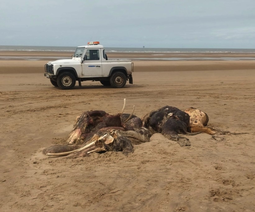 Bizarre 15ft long sea beast mysteriously washes up on the beach 4