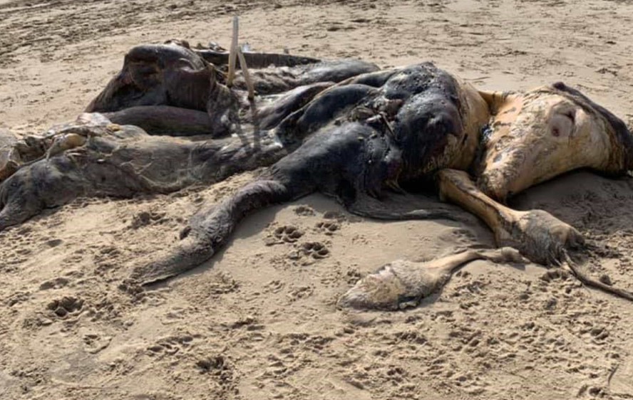 Weird 15-foot creature with flippers, fur, and a decayed appearance washed up on a beach. Image Credit: Pen News
