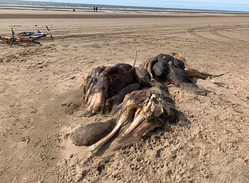 Bizarre 15ft long sea beast mysteriously washes up on the beach 2