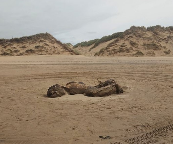 Bizarre 15ft long sea beast mysteriously washes up on the beach 3