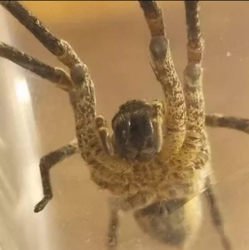 Man almost lost his life after 500 terrifying venomous spiders invaded his home 2