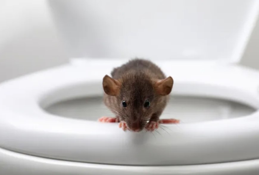 Man rushed to hospital after being bitten and infected by rat in toilet 1