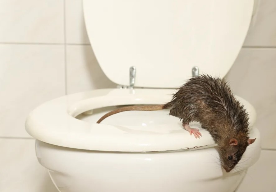 Man rushed to hospital after being bitten and infected by rat in toilet 4