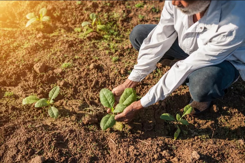 Tomato plants emitted 25 distress sounds, while tobacco plants produced 15 when cut. Image Credit: Getty