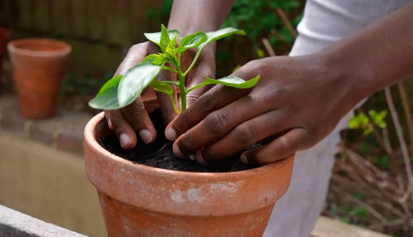 People are just learning plants 'scream' when you cut them 2