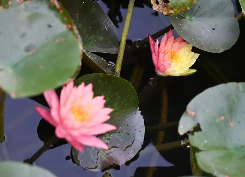 Their theory is based on the coincidence of 2024 being the year of the dragon and the lotus flower blooming in China on April 8th, the same day as the eclipse. Image Credit: Getty
