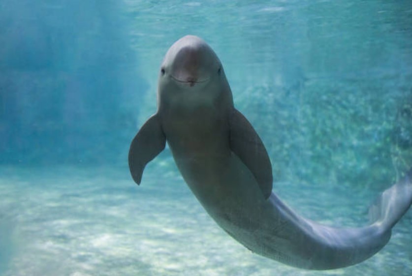 Kylie, the dolphin, surprises researchers with porpoise-like clicks, breaking traditional communication patterns. Image Credit: Getty