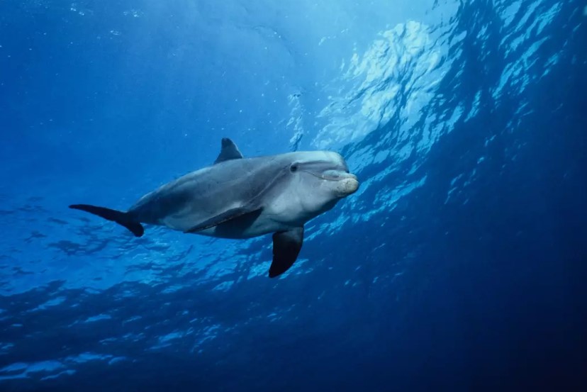 Dolphin speaks 'porpoise' marking world's first recorded instance of animal speaking to a different species 4
