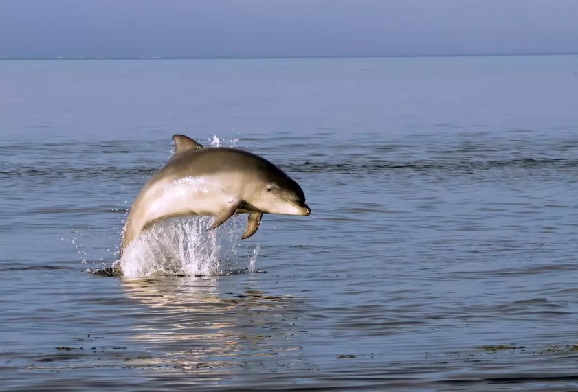Dolphin speaks 'porpoise' marking world's first recorded instance of animal speaking to a different species 5