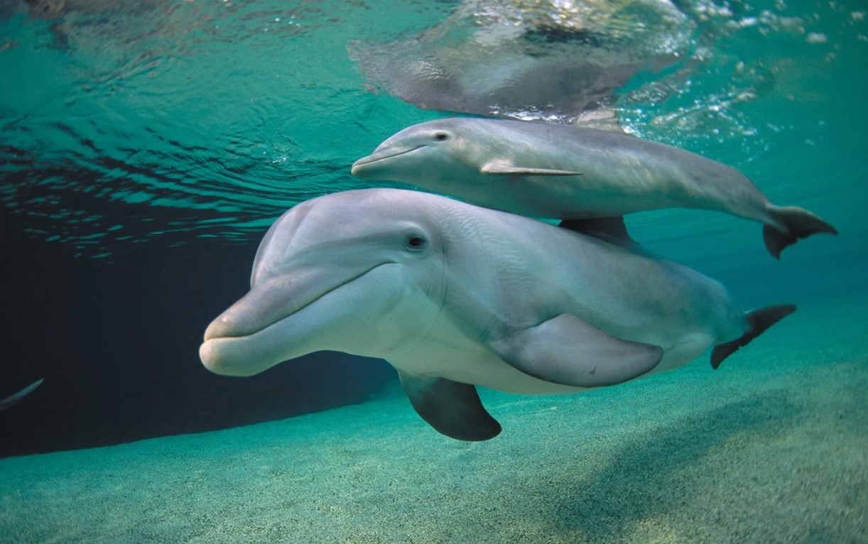 Dolphin speaks 'porpoise' marking world's first recorded instance of animal speaking to a different species 1