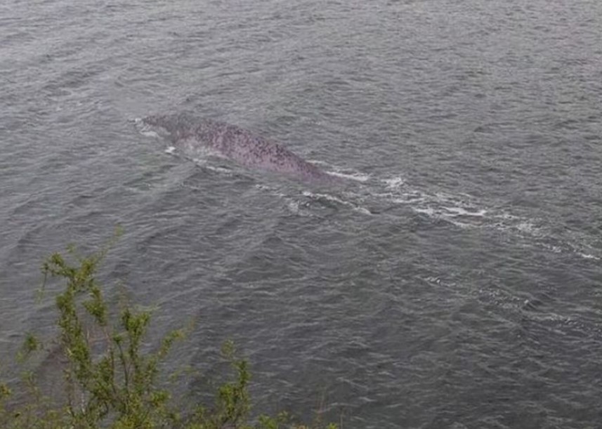 Family claims spotted 'compelling new evidence' of Loch Ness Monster 5