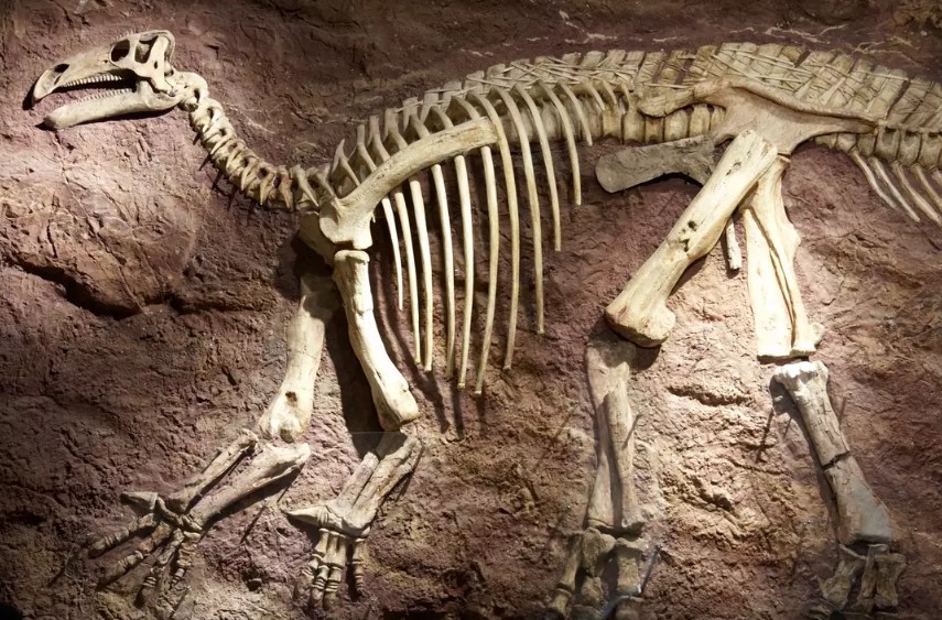 People are questioning why dinosaur bones aren’t everywhere if they really existed 6