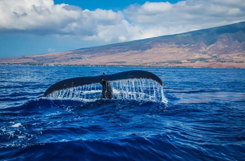 Mexico's northern Gulf is home to around 3,000 endangered sperm whales, dwelling in deep waters. Image Credit: Getty