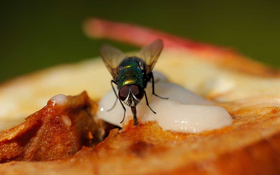 People are concerned about having a drink if a fly accidentally lands in it. Image Credit: Getty